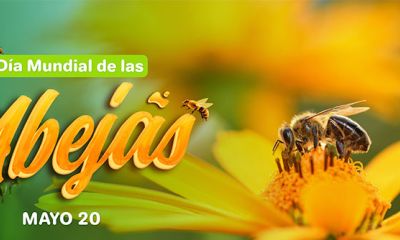 Día mundial de las abejas 