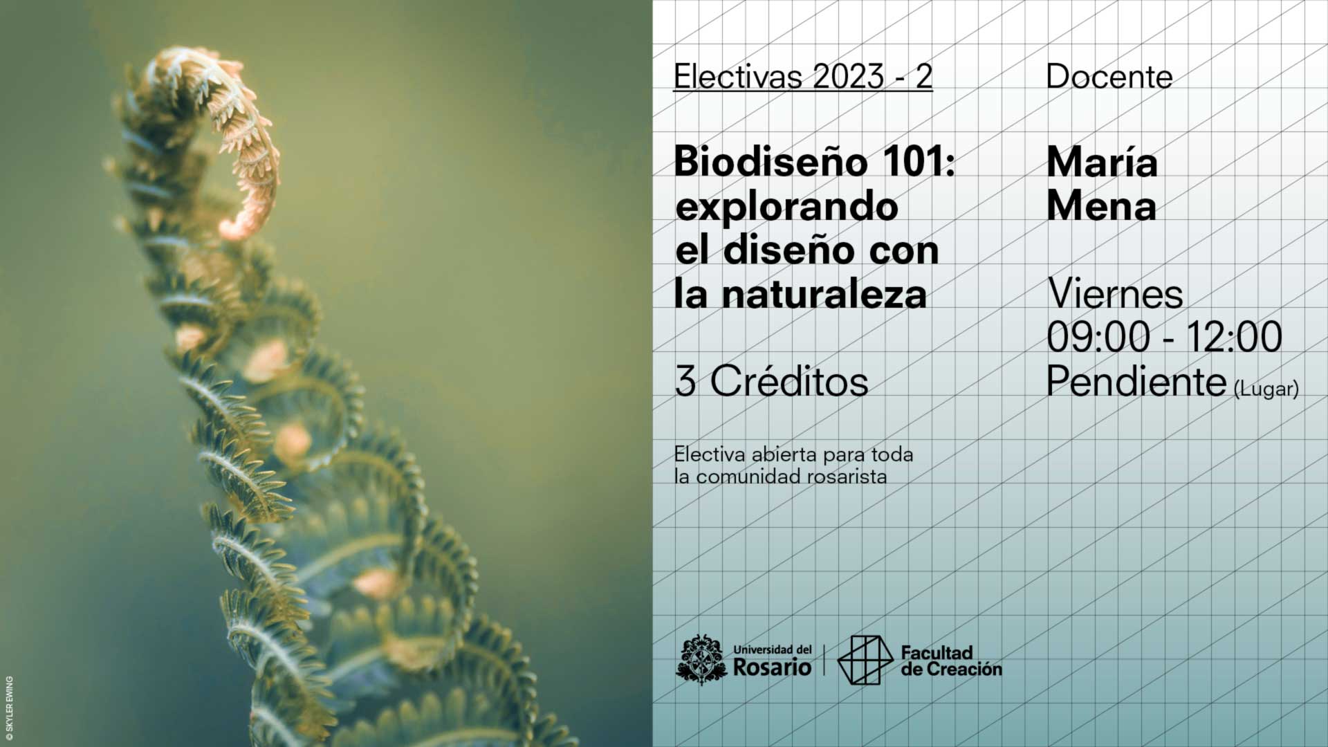 Biodiseño 101: explorando el diseño con la naturaleza