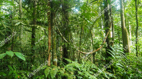 Grupo de Historia Natural de Plantas Tropicales  