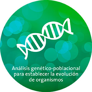 Análisis genético-poblacionales para establecer la evolución de organismos