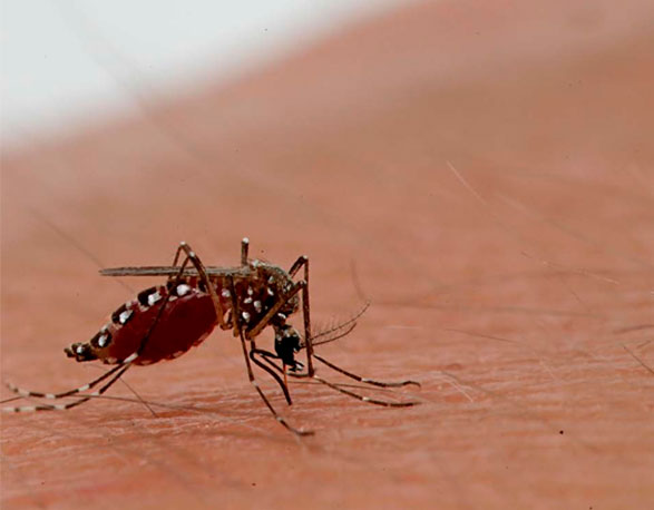 dengue-en-colombia