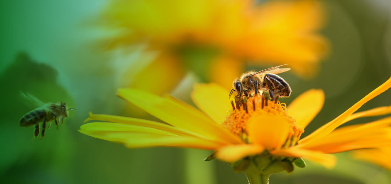 Día mundial de la abejas fondo