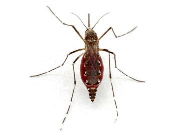 dengue-mosquito.jpg