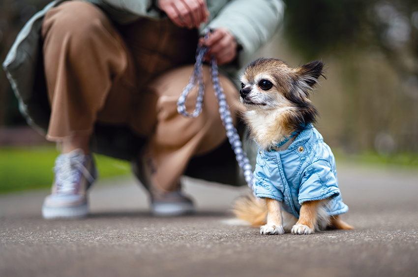 Las mascotas se visten a la moda