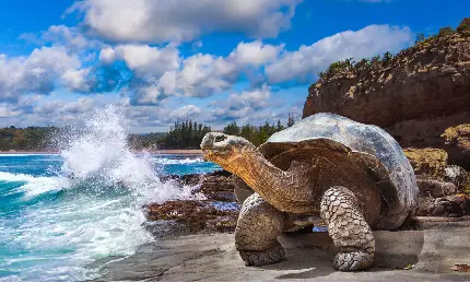 Explora Galápagos: Volcanes, Biodiversidad y Evolución