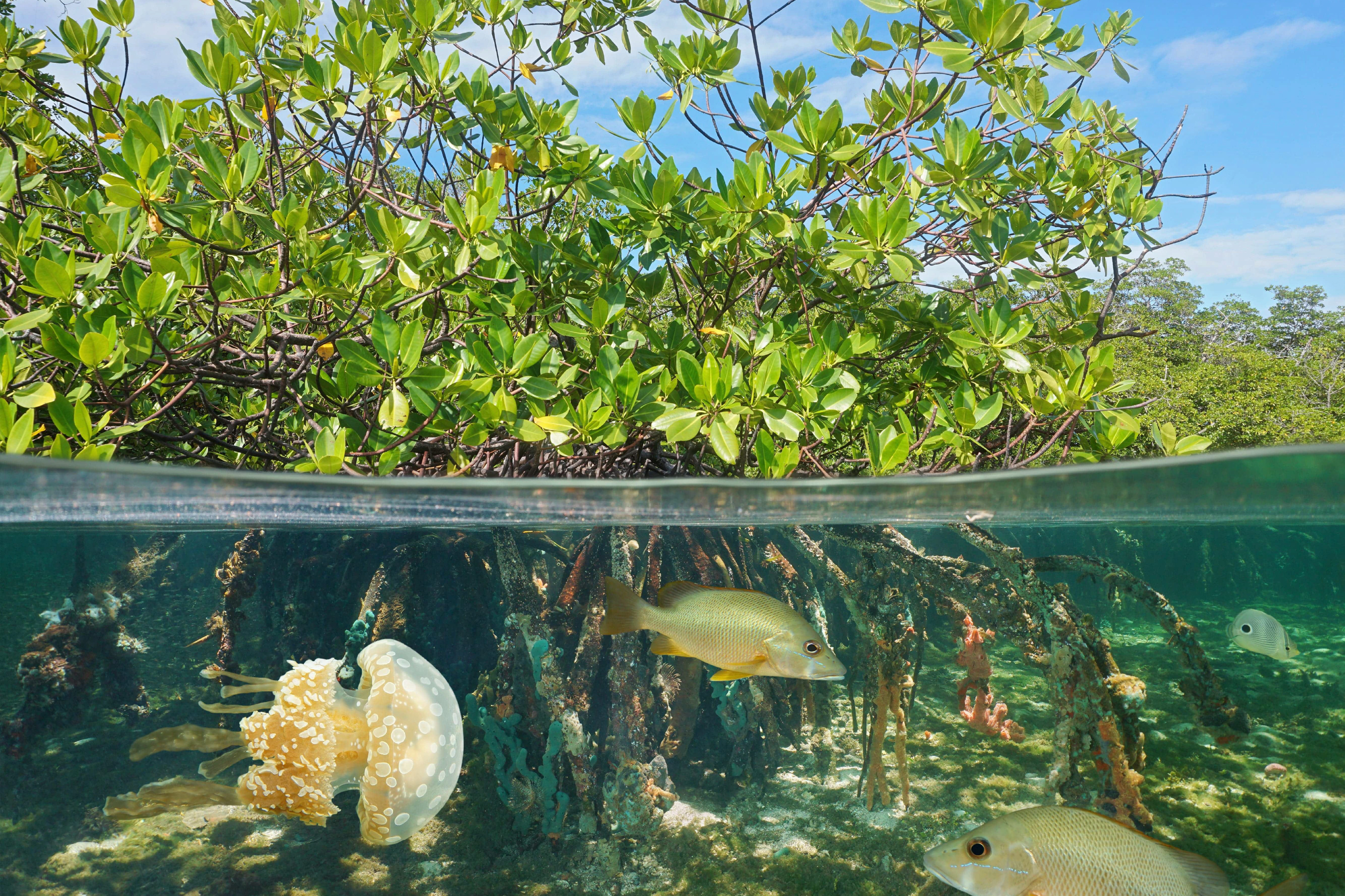 Ecosistemas, Comunidades e Interacciones en el Neotrópico 