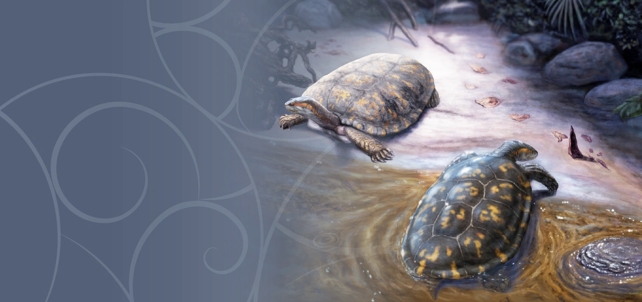 Nueva especie de tortuga fósil en Colombia lleva el nombre en honor a Shakira