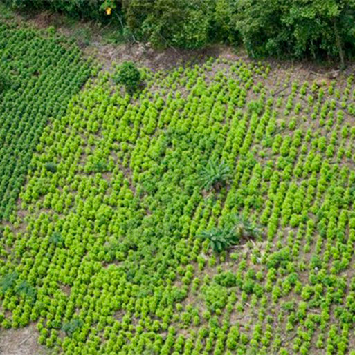 Aranceles Agrícolas y Cultivos de Coca: El caso del Tratado de Libre Comercio entre Colombia y  Estados Unidos