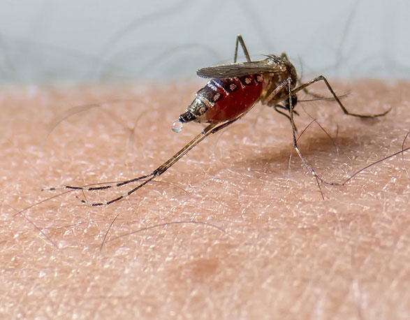 Virus y hongos: lucha contra las infecciones emergentes que avanzan en silencio