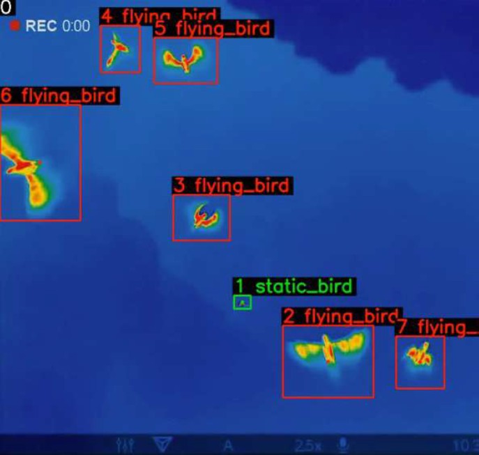 Registro térmico de guácharos en su detección automática en vuelo hecha con Machine Learning.