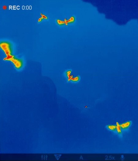 Registro térmico de guácharos en vuelo