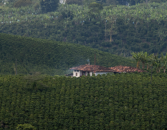 Banner artículo El mercado de carbono en Colombia: retos y oportunidades para promover el desarrollo sostenible o la descarbonización de la economía