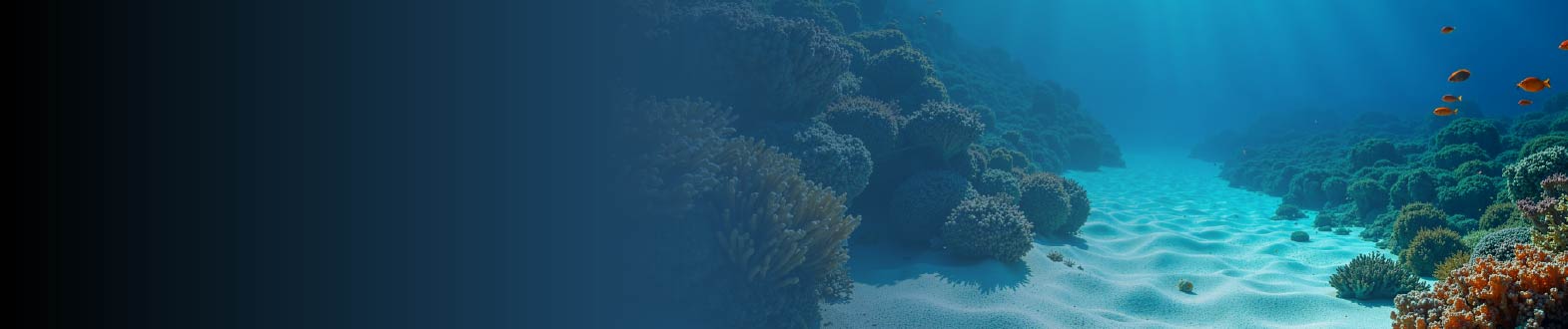 Planeta Océano: Exploración y Conservación