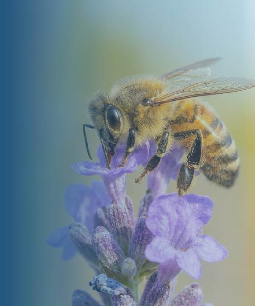 Abejas: Biología, conservación y uso