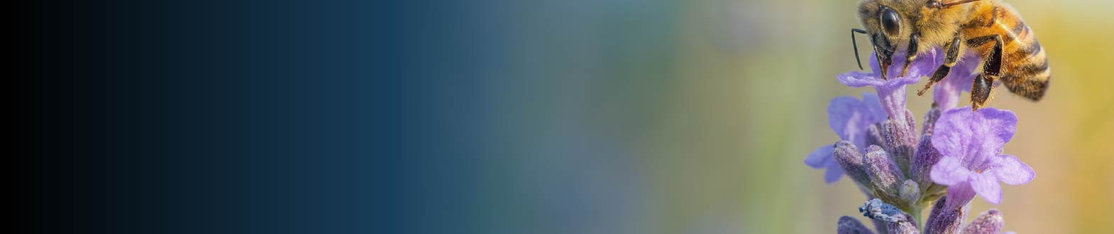 Abejas: Biología, conservación y uso