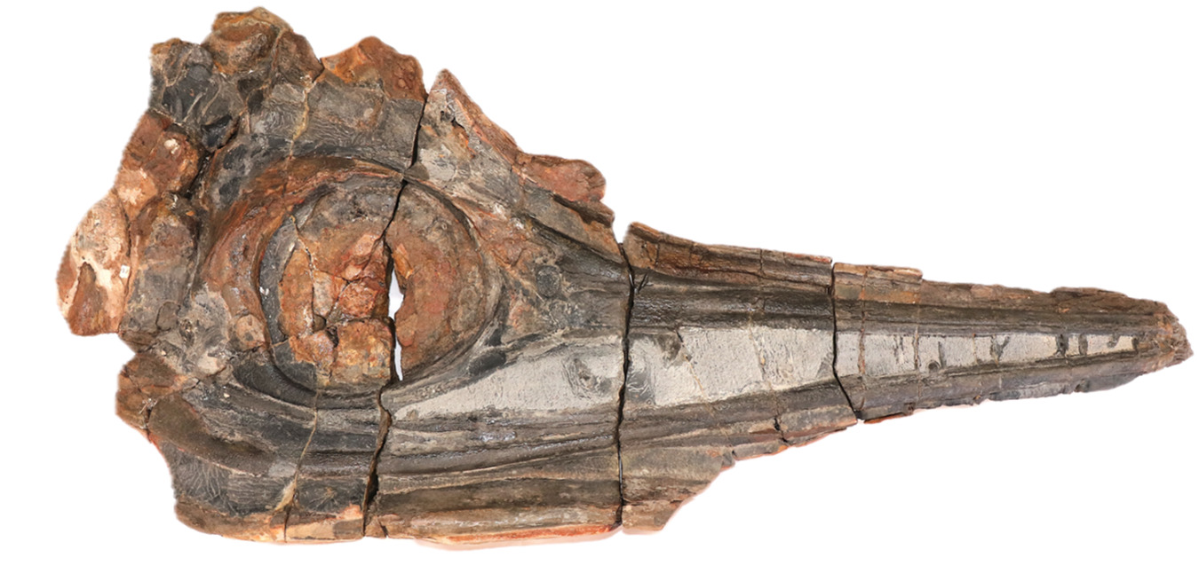 Cráneo de ictiosaurio que preservó restos de piel. Crédito Centro de Investigaciones Paleontológicas.
