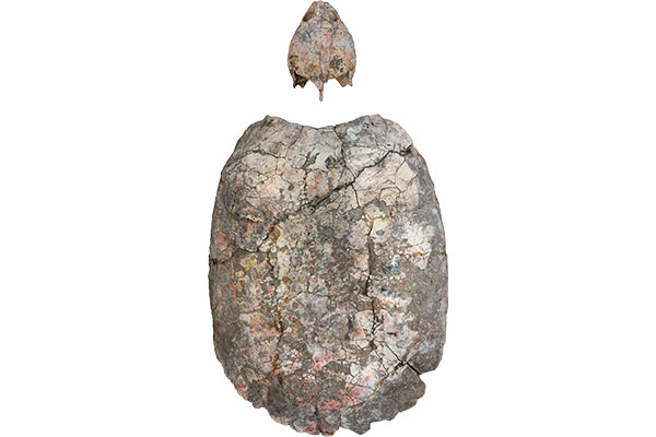 craneo-de-shakiremys-colombiana