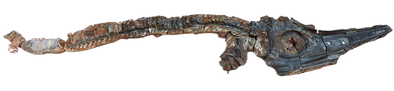  Esqueleto de ictiosaurio que preservó restos de piel en el cráneo. Crédito Centro de Investigaciones Paleontológicas