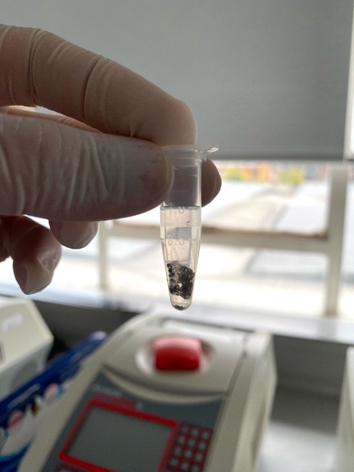 Fragmento de piel después de ser removida del fósil por métodos químicos. Crédito Manuel Martinez