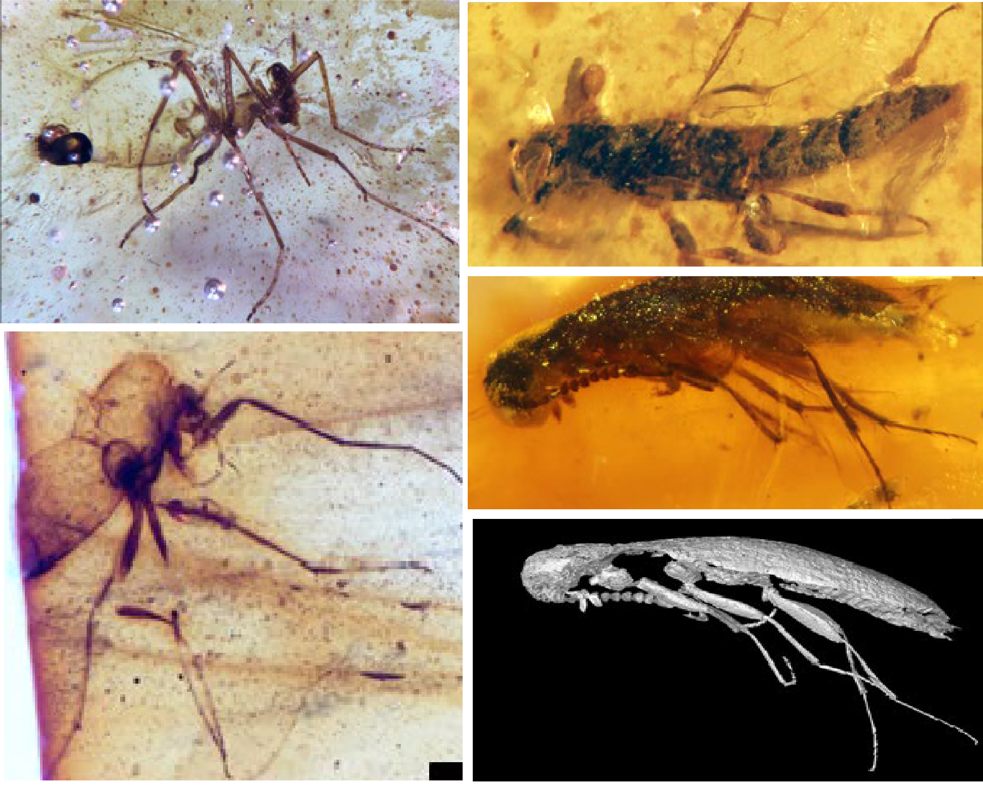 insectos-ambar-ecuador