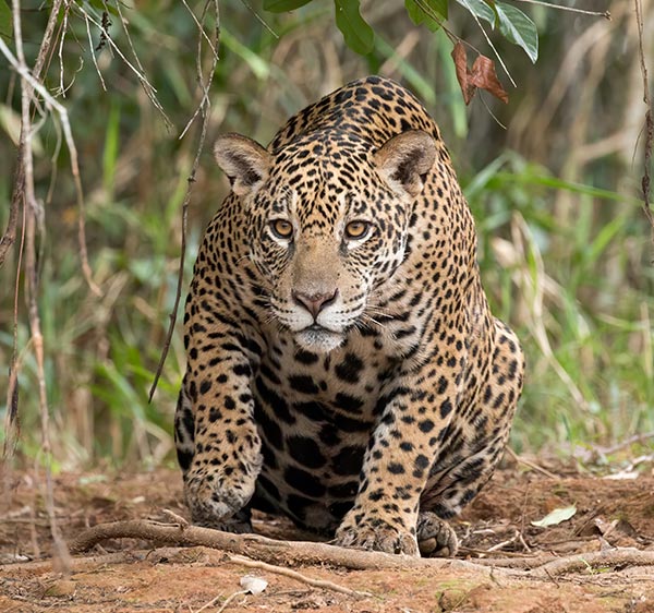 Jaguar (Panthera onca palustris). Foto: Charles J. Sharp – Wikipedia