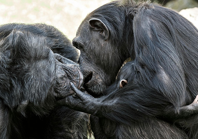 Figura No. 4. Pan paniscus -bonobos- besándose en la boca.  Fotografía: Guerrero de la Luz - licencia gratuita de Pexels  