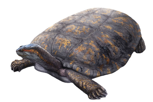 Reconstrucción paleoartística de Shakiremys colombiana