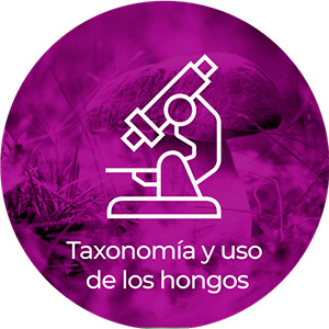 taxonomía-y-uso-de-los-hongos