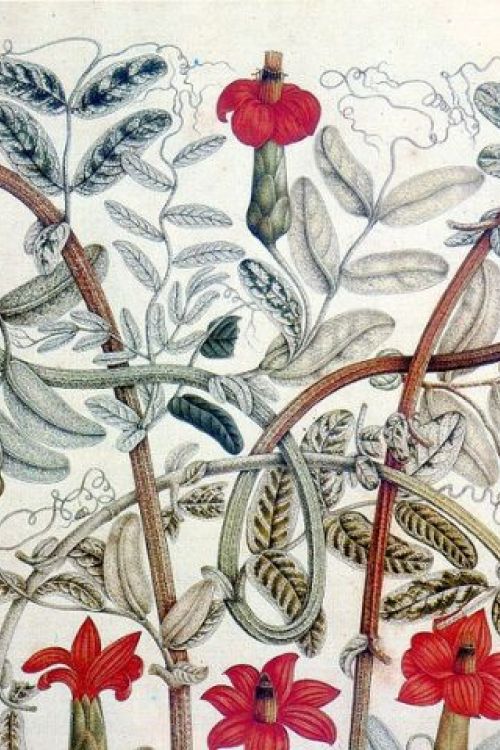 mutis-medico-humanista-articulo