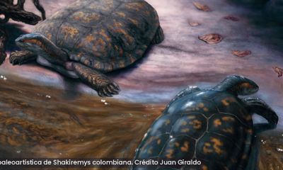 Nueva especie de tortuga fósil en Colombia 