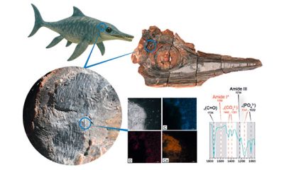 Descubren restos de piel en un reptil marino que habitó Colombia hace 120 millones de años 