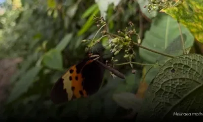 /la-evolucion-ha-reutilizado-los-mismos-genes-durante-120-millones-de-anos