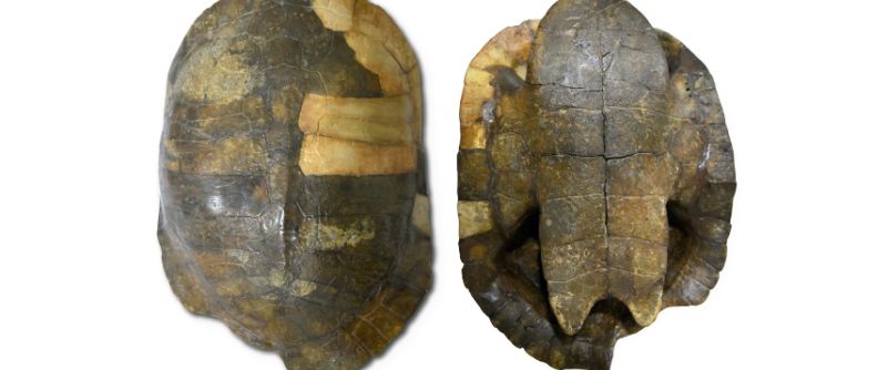 Fósil de tortuga