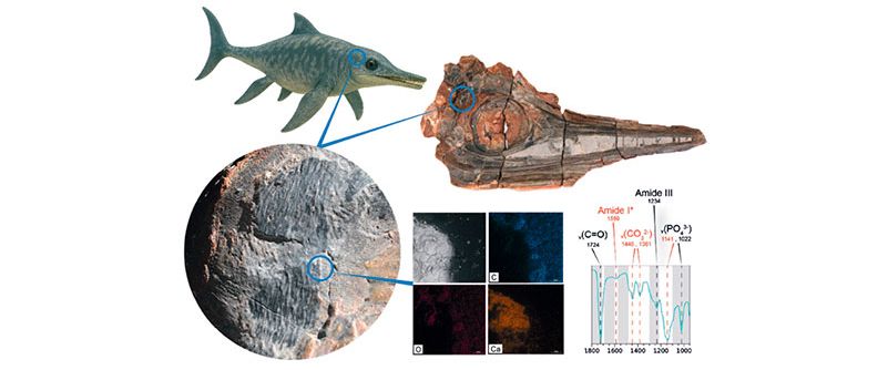 Descubren restos de piel en un reptil marino que habitó Colombia hace 120 millones de años 