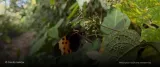 /la-evolucion-ha-reutilizado-los-mismos-genes-durante-120-millones-de-anos