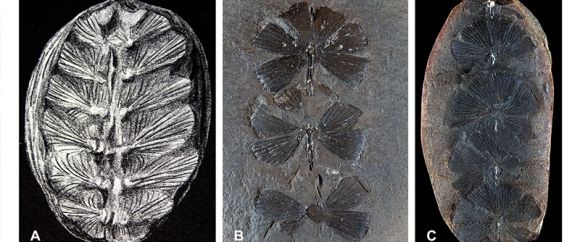 Planta fósil es en realidad una cría de tortuga fosilizada