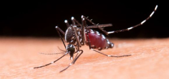 Investigadores desarrollan herramienta para anticipar brotes de dengue en el sur de Colombia