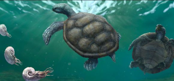 Tortuga fósil hallada en La Guajira y olvidada durante décadas en un museo en Suiza resultó ser una nueva especie 