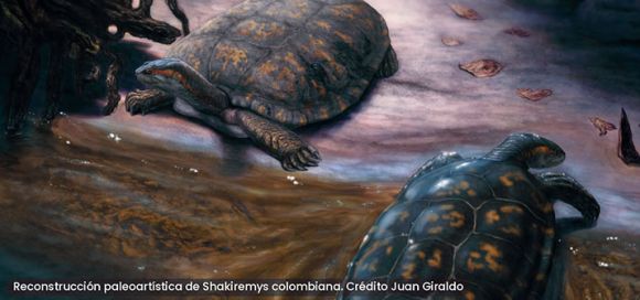 Nueva especie de tortuga fósil en Colombia 