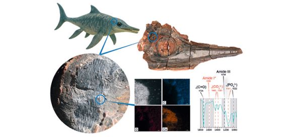 Descubren restos de piel en un reptil marino que habitó Colombia hace 120 millones de años 