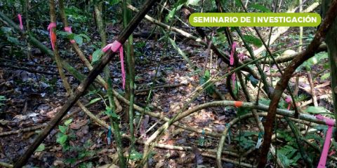 Local, population, community, and ecosystem processes shaping a tropical forest plant community