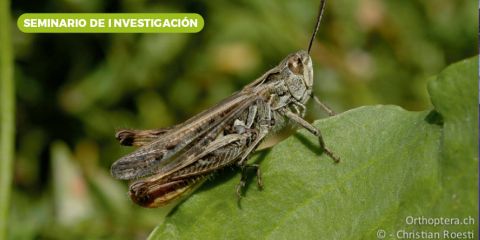 Unveiling the paradox