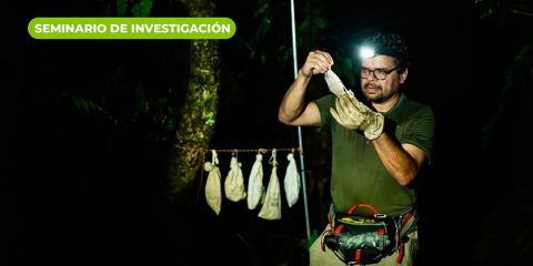 Murciélagos tiéndelos del neotrópico