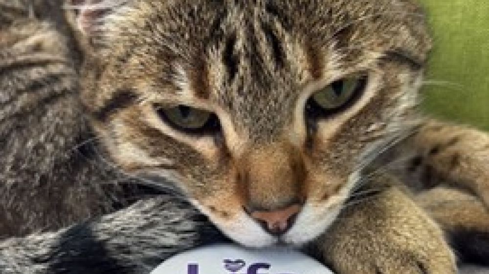 Capacitación Lifeteam