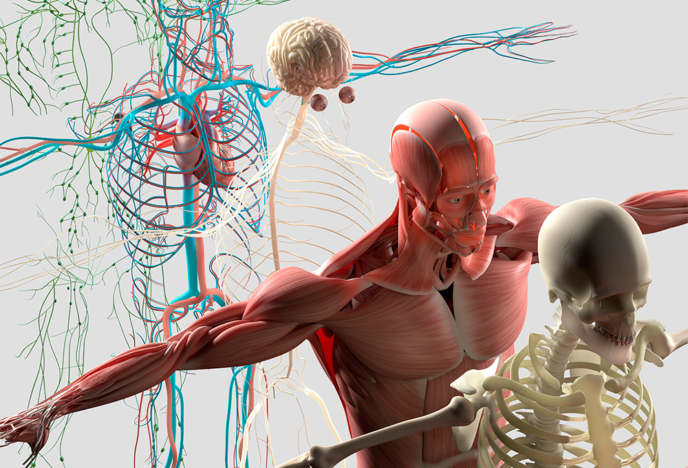 Anatomía humana y cirugía: fundamentos y práctica orientados a la comprensión