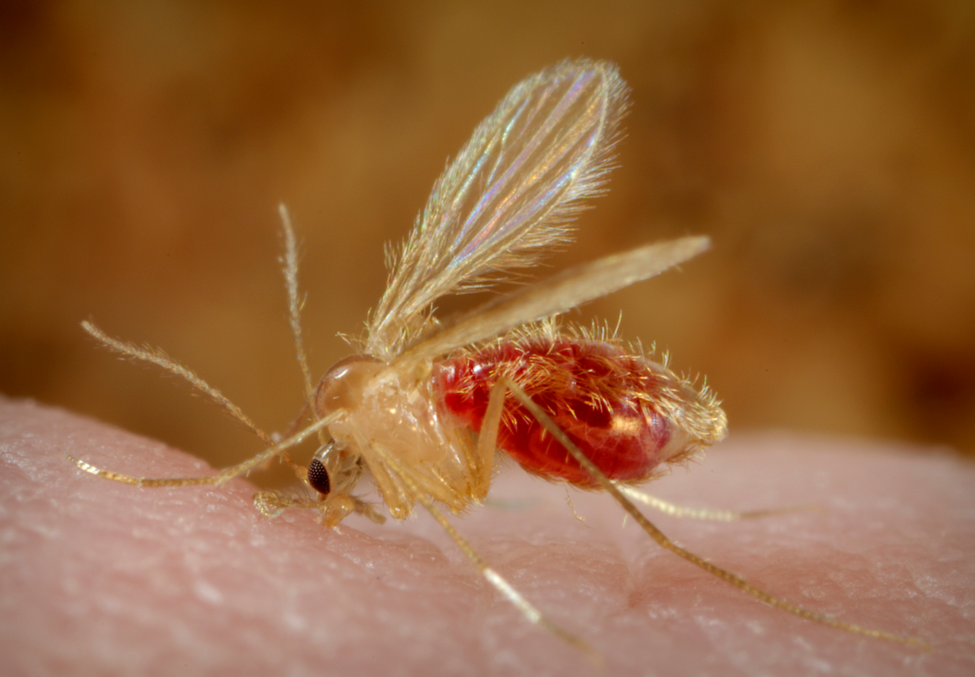 Colombia, el país con más especies de parásitos de Leishmania