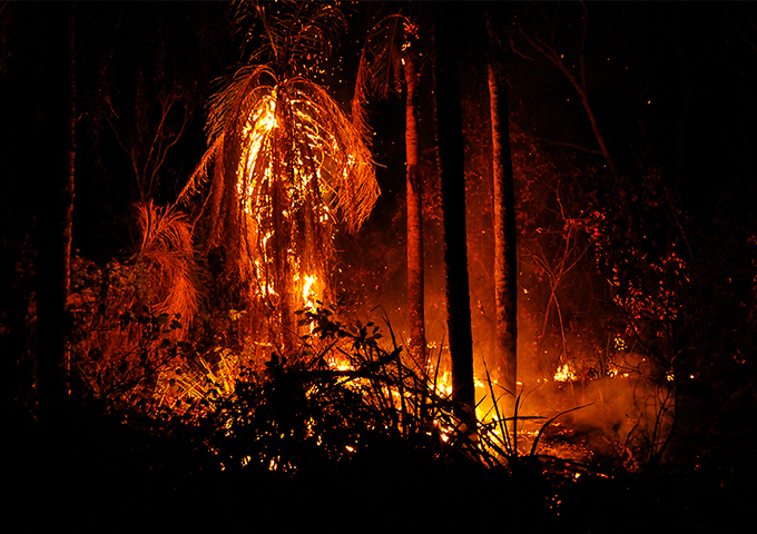 Editorial incendios en la Amazonía
