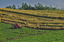 Incertidumbre política por el plebiscito no ha afectado la economía